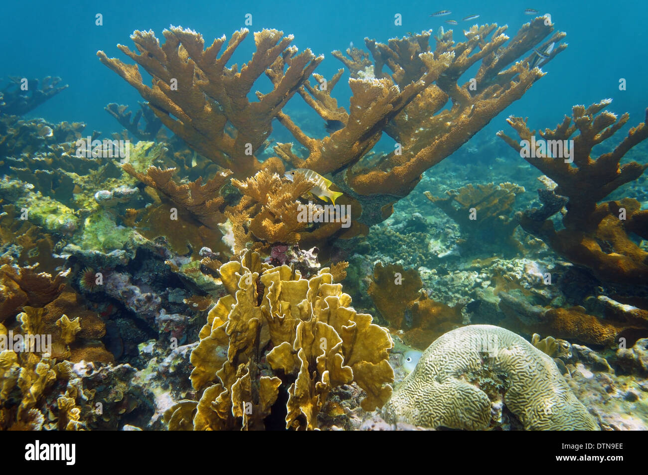El paisaje submarino en un hermoso arrecife de coral, el océano Atlántico, las Bahamas. Foto de stock