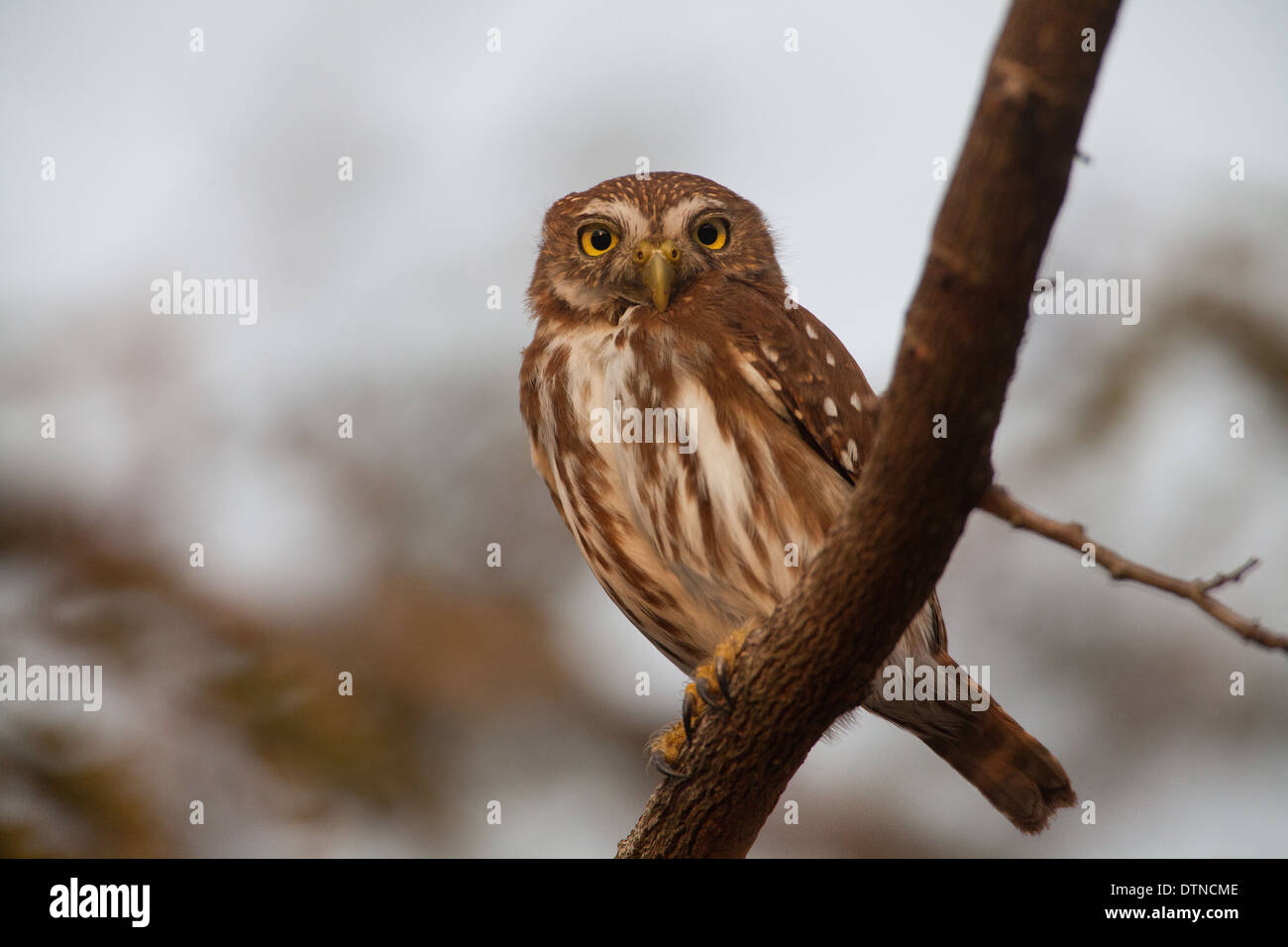 Pygmy-Owl ferruginosas, Glaucidium brasilianum, en un árbol de Penonomé, provincia de Coclé, República de Panamá. Foto de stock