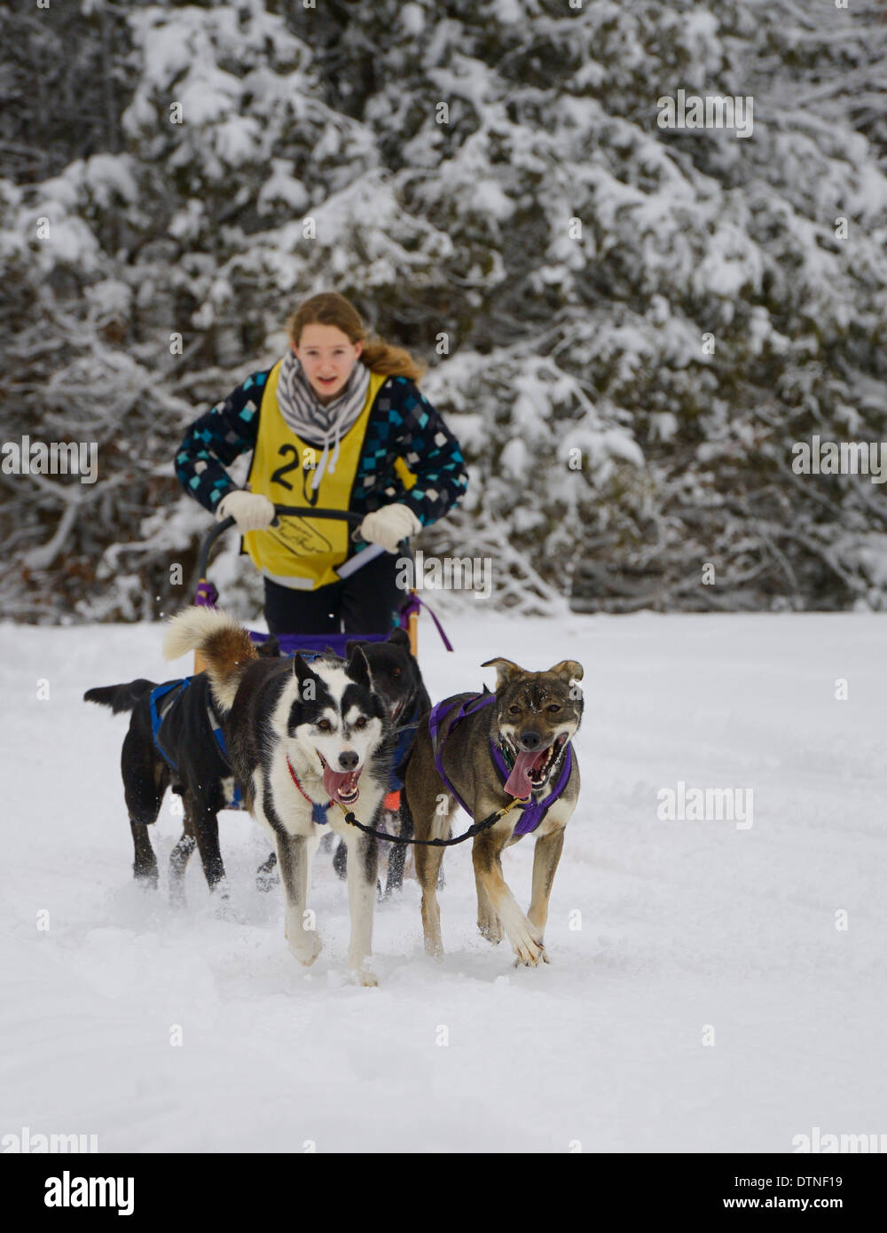 Joven musher en cuatro trineos de perros en la carrera de Marmora Snofest 2014 Ontario Canada con árboles de hoja perenne cubierto de nieve Foto de stock