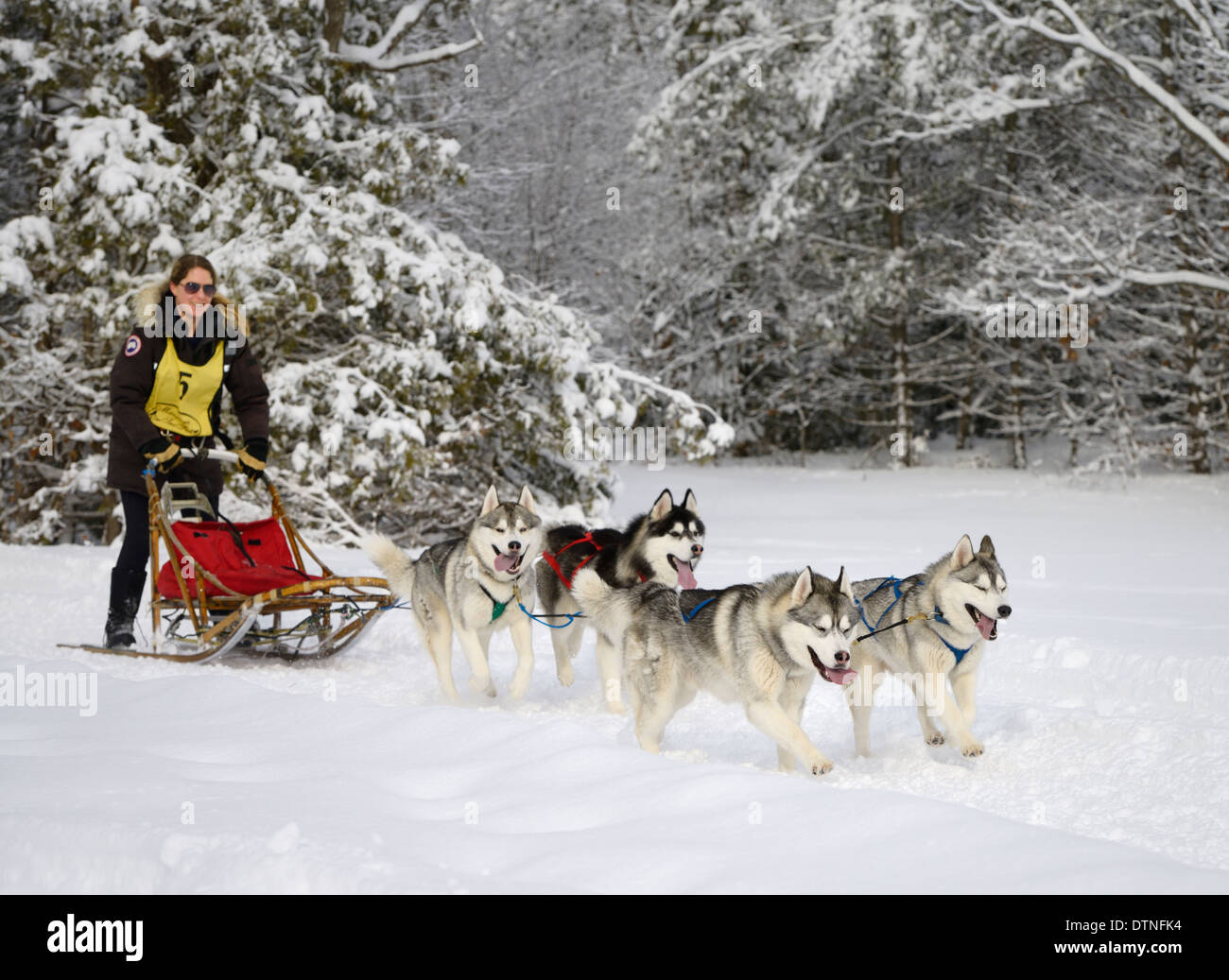 Mujer musher salir con cuatro perros Huskies bosque nevado, en un evento de carrera de trineos de perros en la Marmora Snofest Ontario Canada con árboles de hoja perenne cubierto de nieve Foto de stock