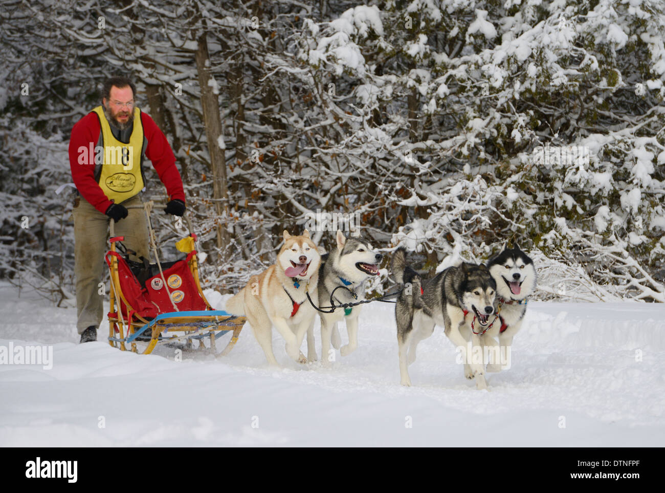Macho musher con huskies salir de bosque cubierto de nieve en cuatro carreras de perros de trineo en La Marmora Snofest Ontario Canada con árboles de hoja perenne cubierto de nieve Foto de stock