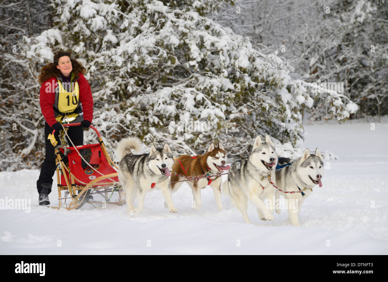 Hembra musher salir con cuatro perros Huskies bosque nevado, en un evento de carrera de trineos de perros en la Marmora Snofest Ontario Canada con árboles de hoja perenne cubierto de nieve Foto de stock