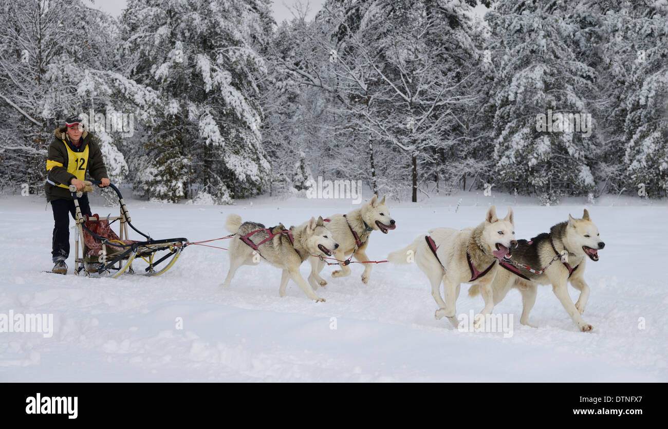 Macho joven musher salir de bosque cubierto de nieve en cuatro carreras de perros de trineo en La Marmora Snofest Ontario Canada con árboles de hoja perenne cubierto de nieve Foto de stock