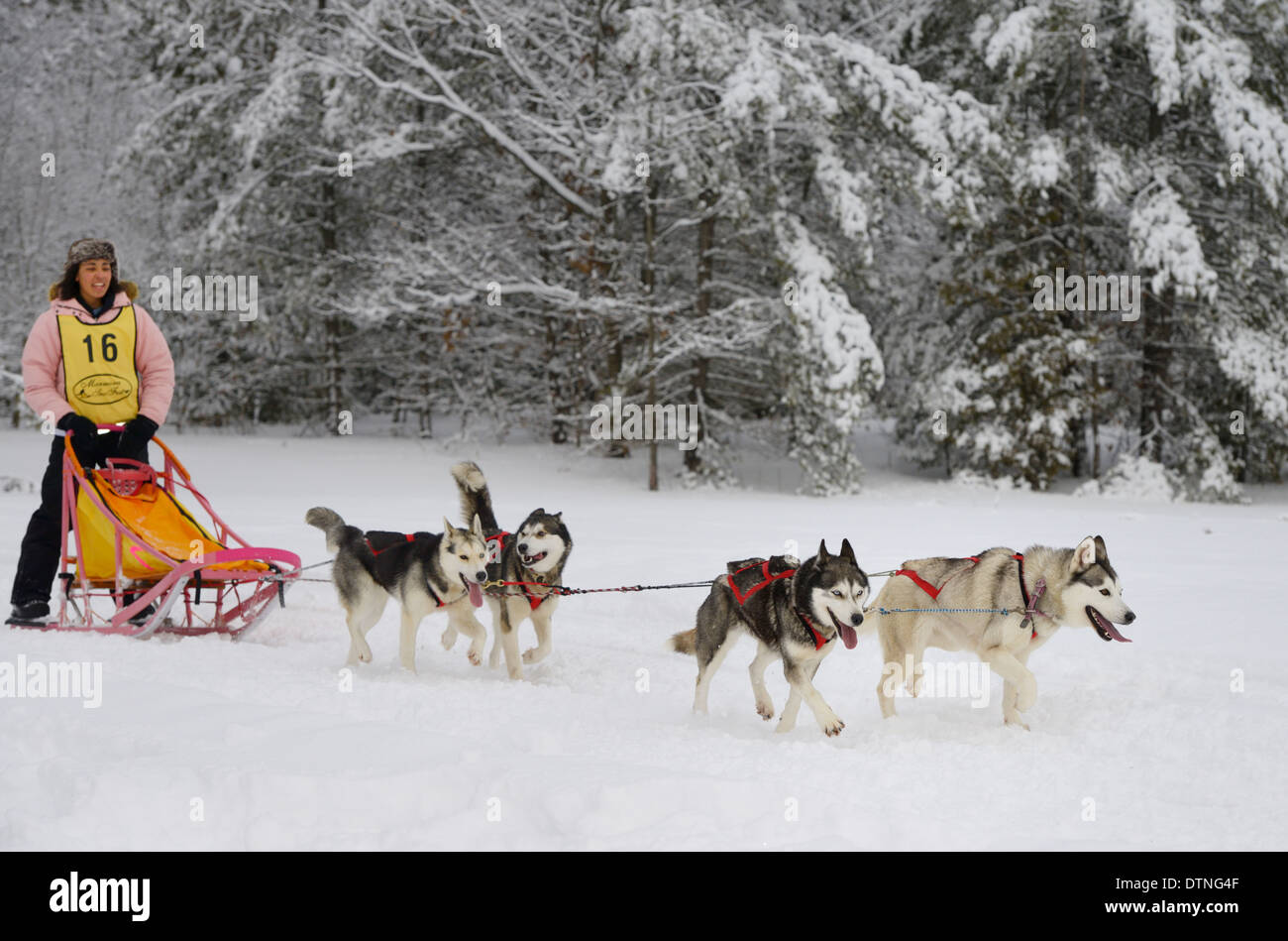 Niña de tez oscura musher con cuatro perros en un evento de carrera de trineos de perros en la Marmora Snofest Ontario Canada con árboles de hoja perenne cubierto de nieve Foto de stock