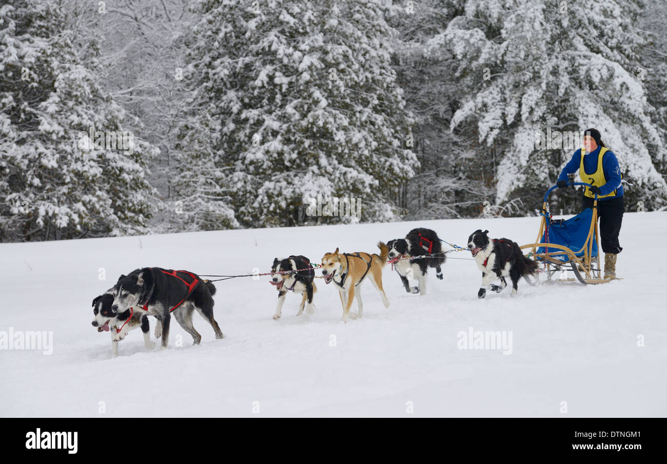 6 perro de raza mixta sleddog equipo funcionando para el acabado después de salir del bosque nevado Marmora Snofest Ontario Canada con árboles de hoja perenne cubierto de nieve Foto de stock