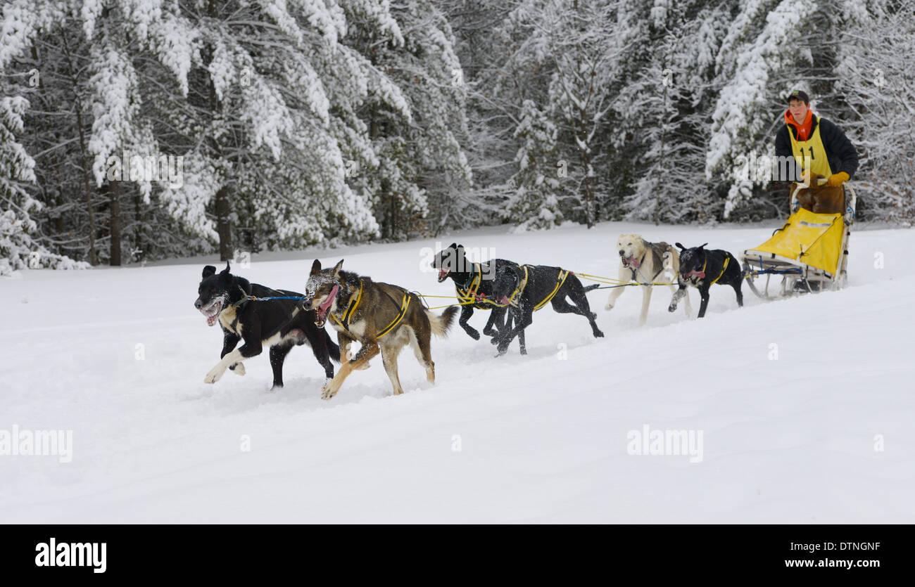 Macho joven musher con seis sleddog perro caliente del equipo después de salir del bosque en la recta final Marmora Snofest Ontario Canada con árboles de hoja perenne cubierto de nieve Foto de stock