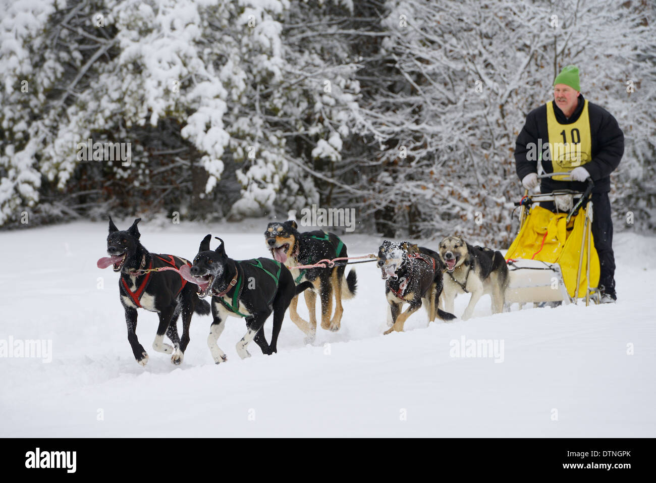 Atleta Masculino con seis perros con equipo de sleddog estirado lenguas y babas Marmora Snofest Ontario Canada con árboles cubiertos de nieve Foto de stock
