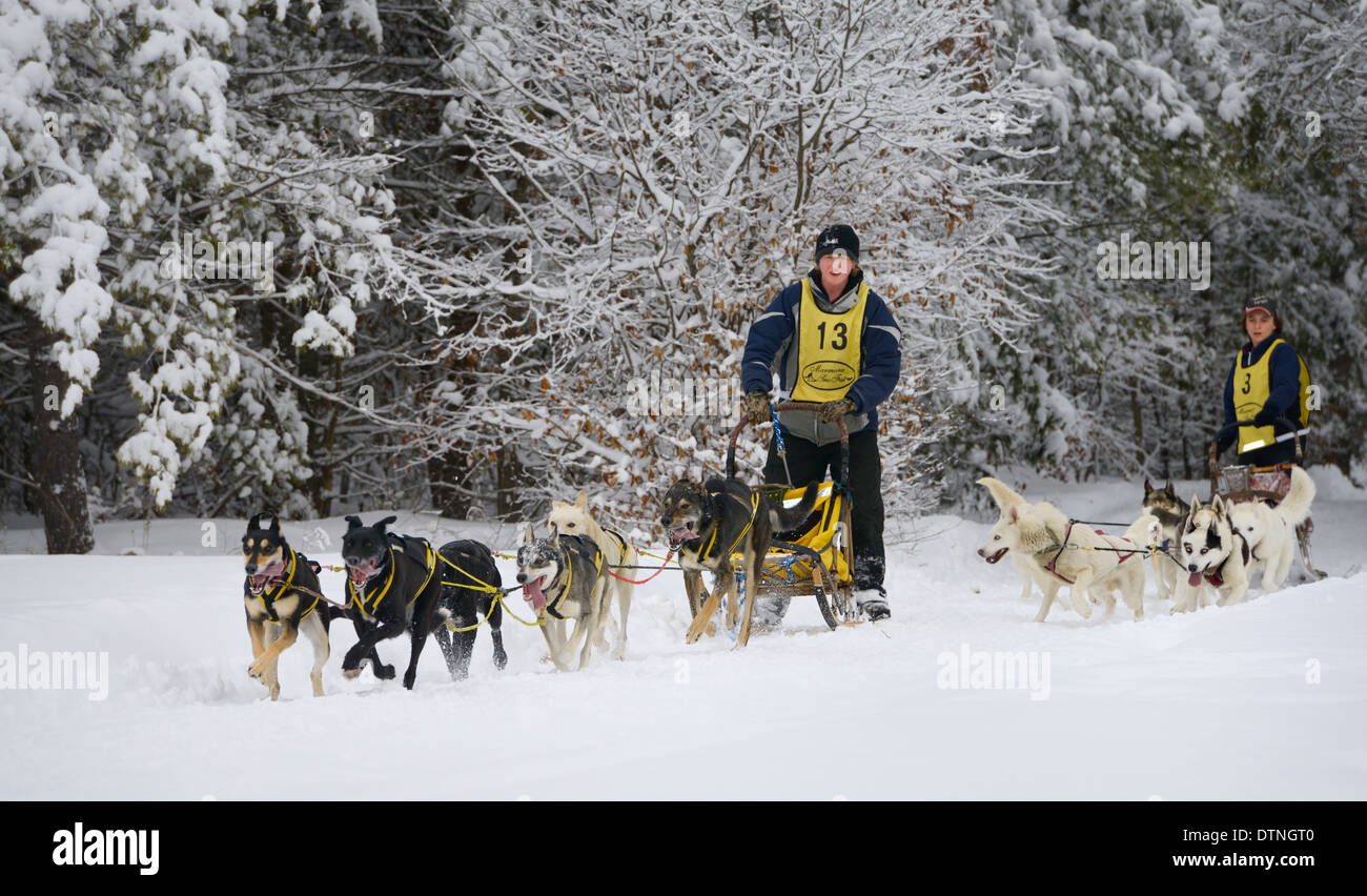 Dos equipos de seis perros de trineos de perros pasando después de abandonar el sendero del bosque después de una caída de nieve fresca Marmora Snofest Ontario Canada con árboles cubiertos de nieve Foto de stock