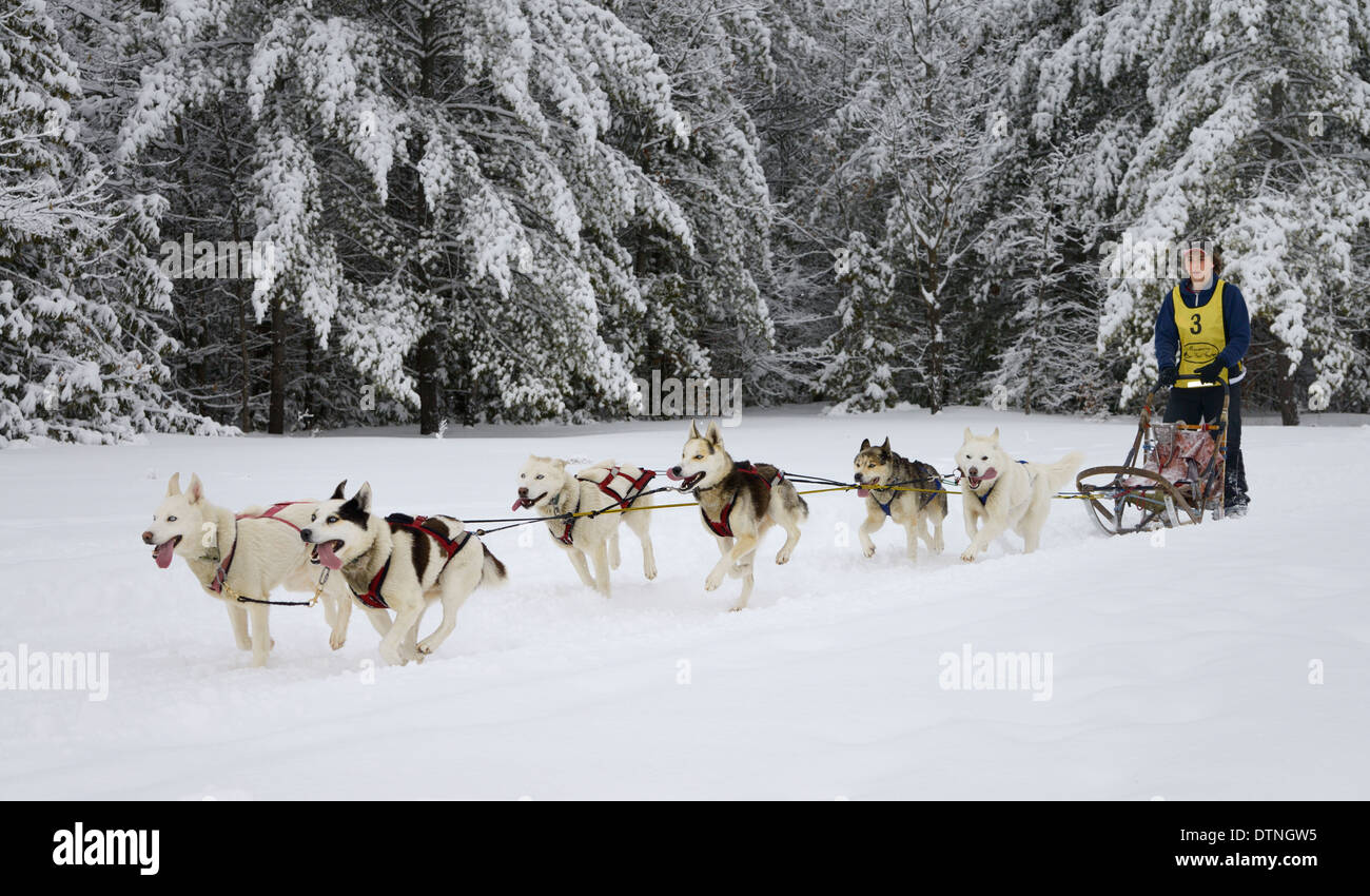 Macho joven musher seis Husky Seppala Sleddogs en Snow Sledding evento en Marmora Snofest Ontario Canada con árboles de hoja perenne cubierto de nieve Foto de stock