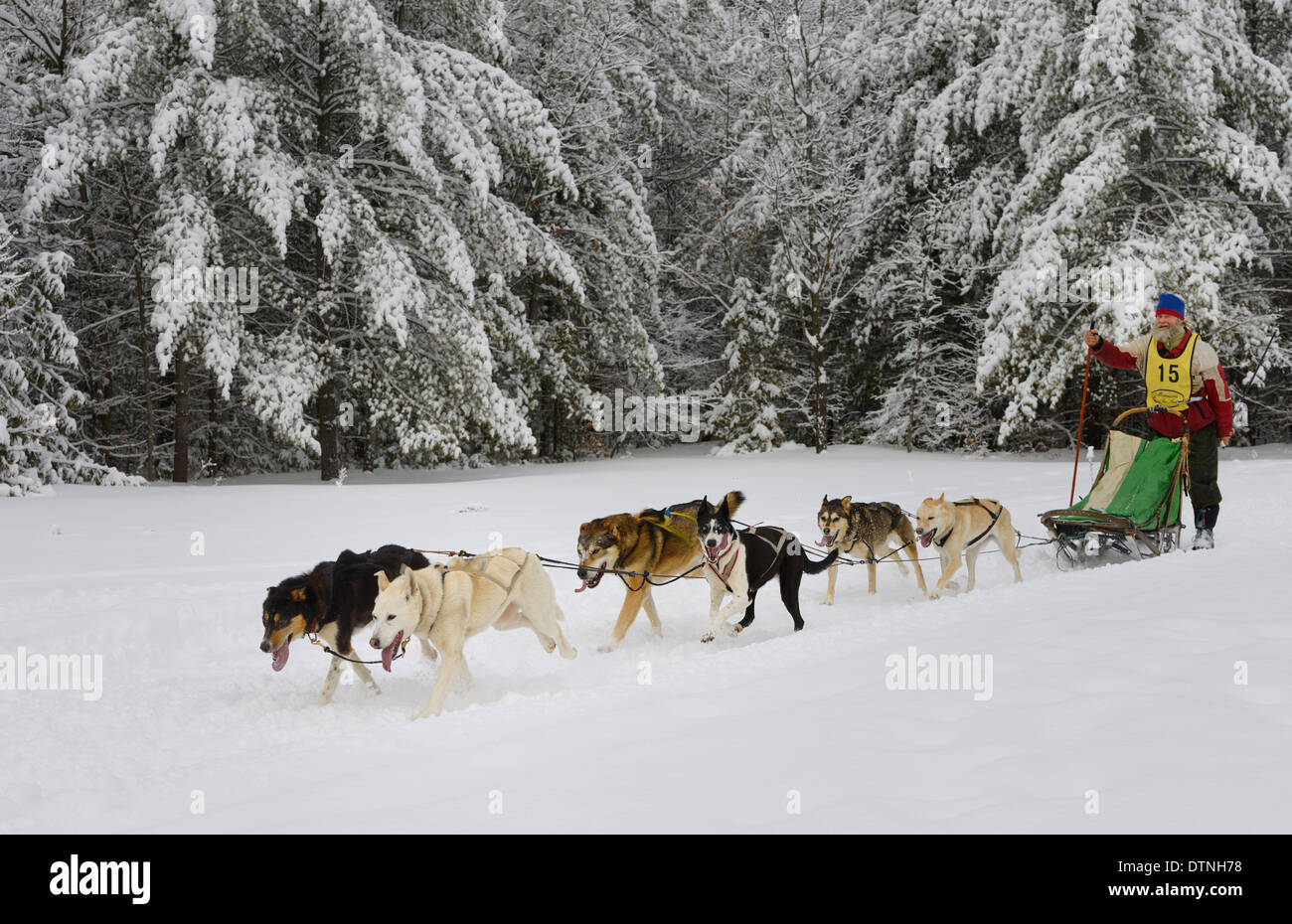 Edad musher barbudo ski poling con seis sleddogs en Snow Sledding carrera en la Marmora Snofest Ontario Canada con árboles de hoja perenne cubierto de nieve Foto de stock