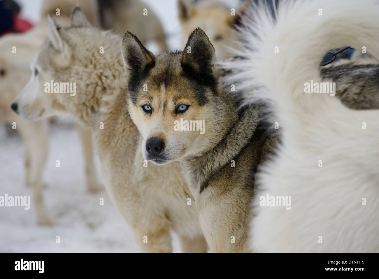 Siberian Husky Seppala Sleddog con ojos azules a la espera de ser aprovechado para razas de perros de trineo Marmora Snofest Ontario Canada Foto de stock