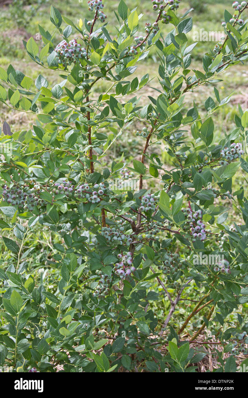 Los arbustos cubiertos en maduración mountain arándanos Foto de stock