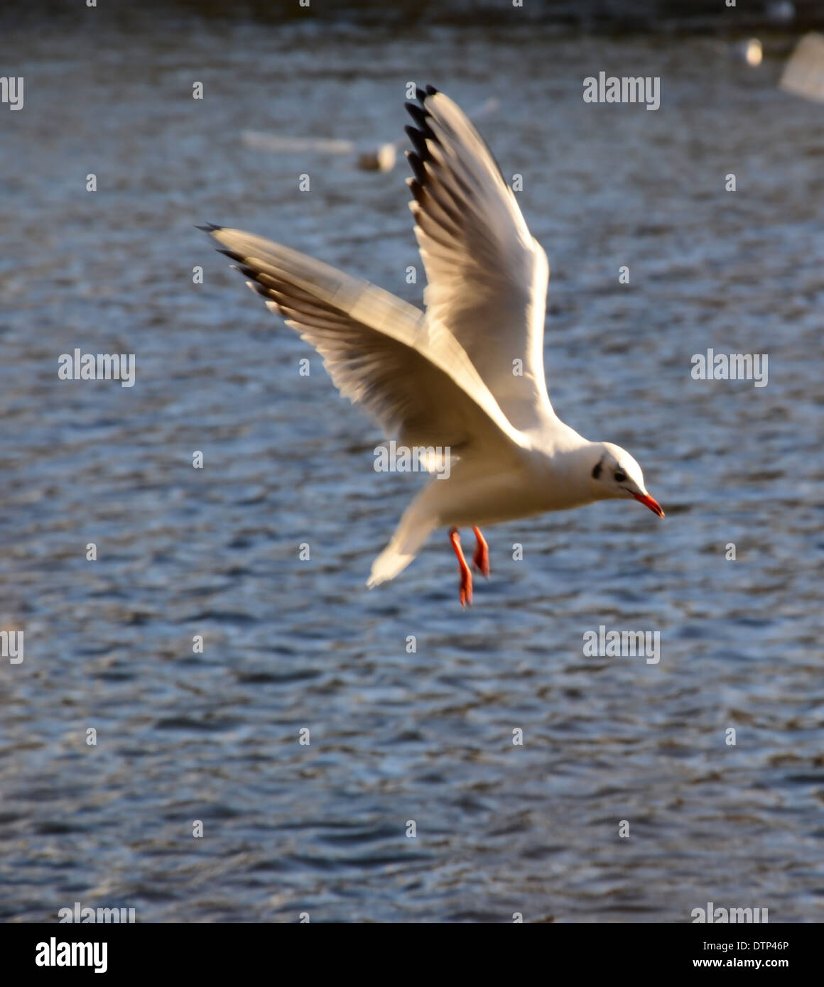 Vuelo de aves, St Ives, BINGLEY Foto de stock