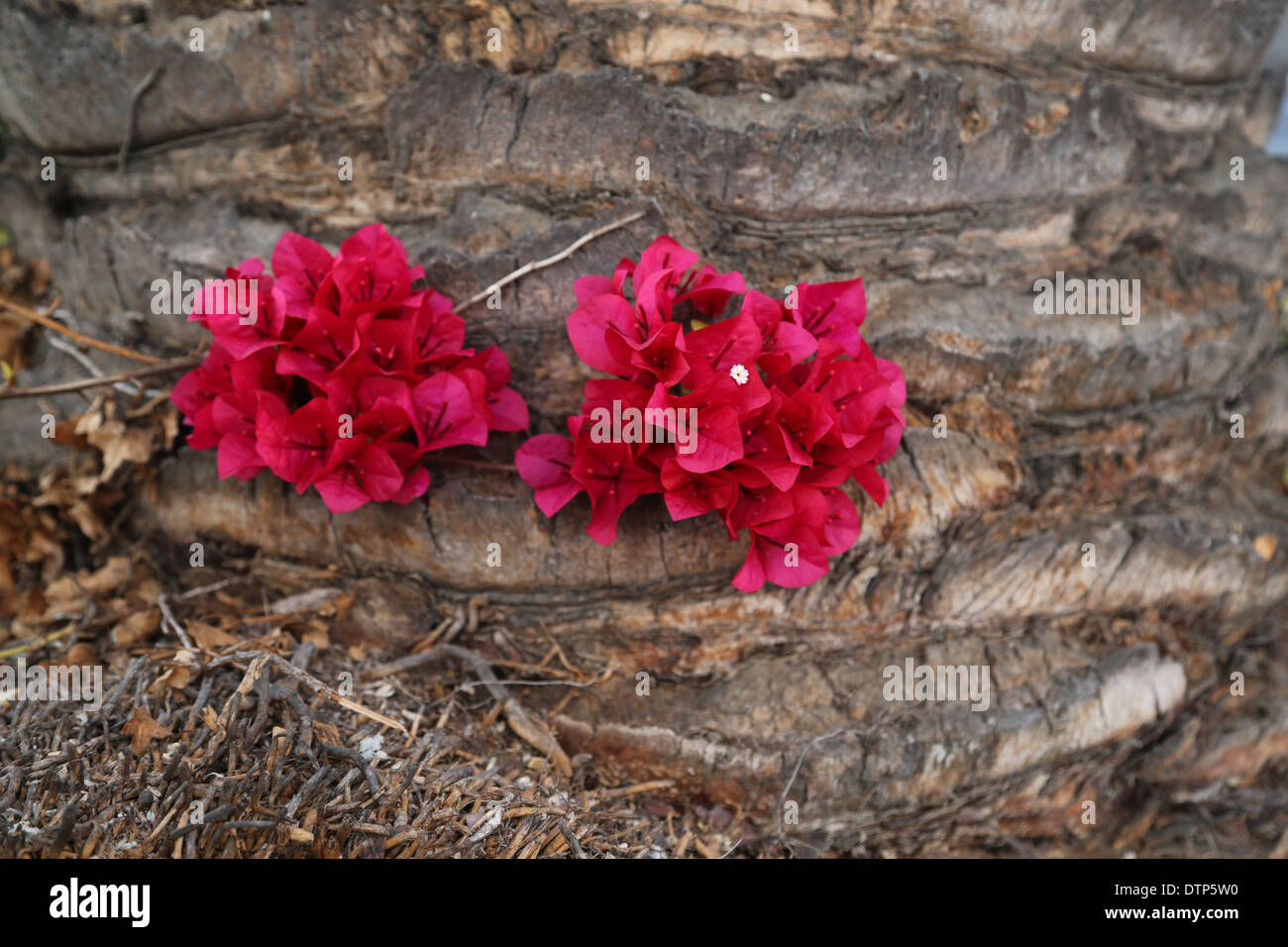 El Bougainvillea crecen fuera de árbol en el sur de California. Precioso tono con flor blanca. Foto de stock