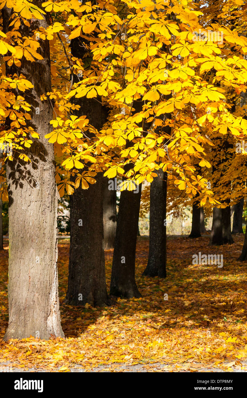 Castaño con hojas doradas en el bosque ralo en un parque en otoño Foto de stock