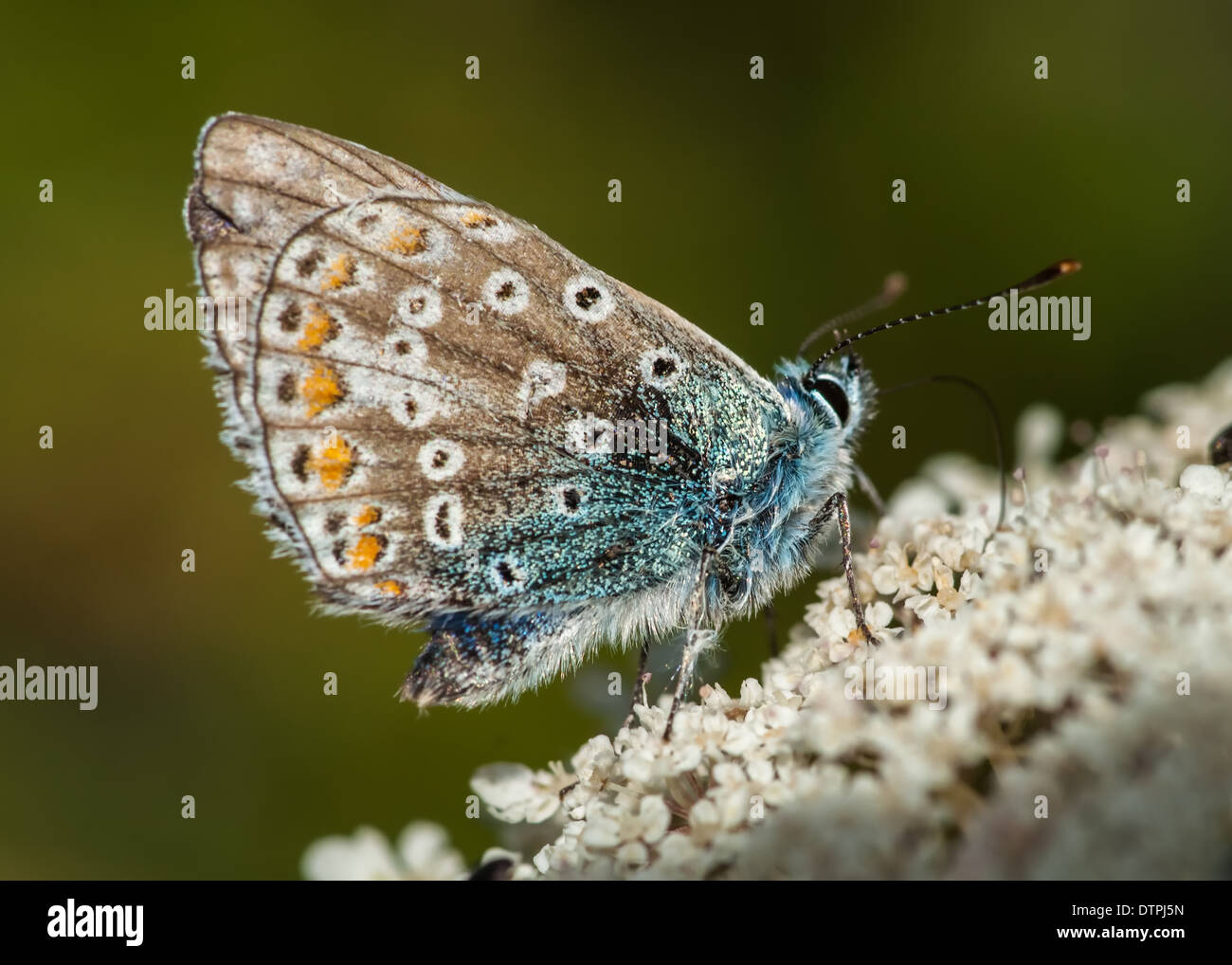 Mariposa Azul común / polyommatus icarus Foto de stock