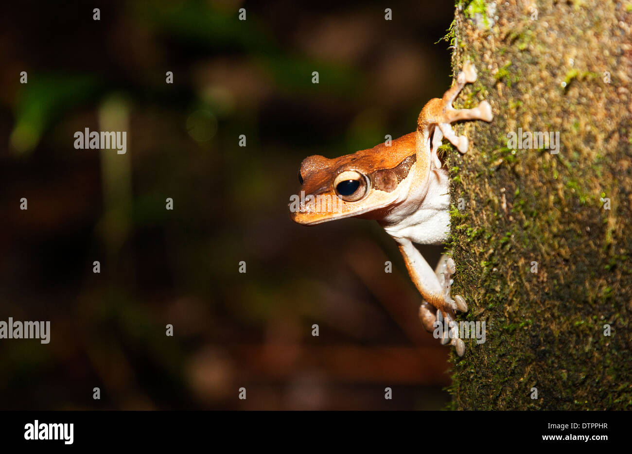 Un oscuro orejudo o enmascarado Tree Frog ( Polypedates macrotis ), en una troncal en Borneo, Malasia Foto de stock