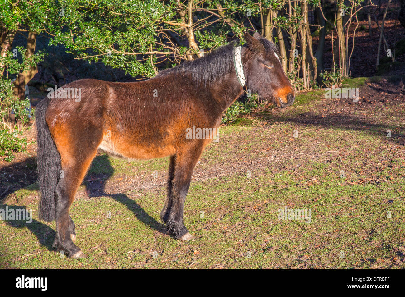 Pony en New Forest, Hampshire Foto de stock