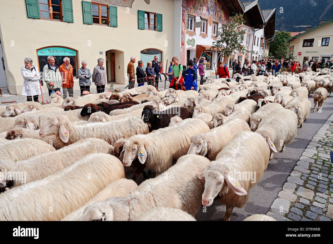 Rebaño de ovejas, conduciendo abajo de los prados alpinos, Mittenwald, Werdenfelser Land, Baviera, Alemania / ovejas domésticas Foto de stock