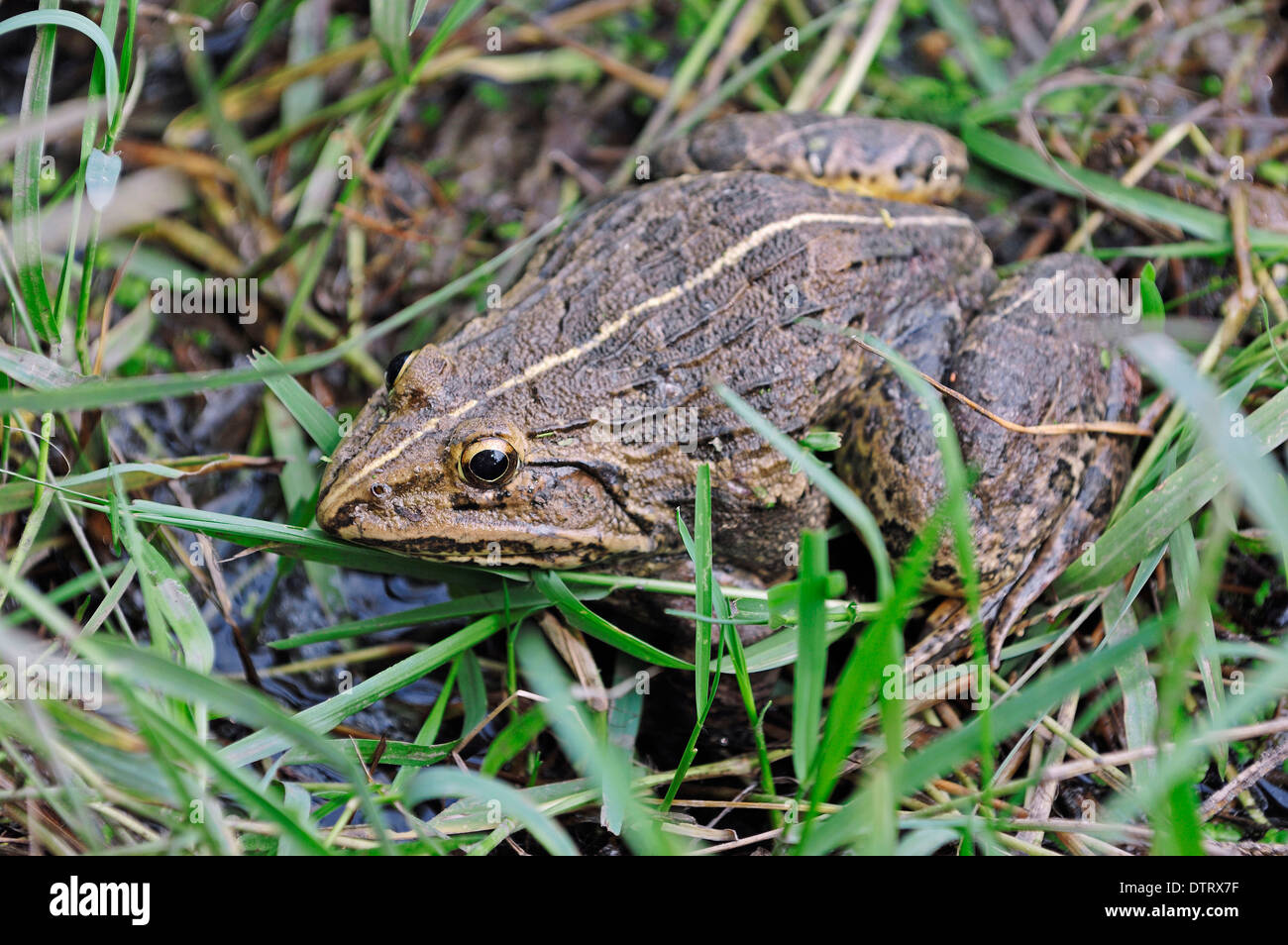 Valle del Indo Bullfrog, el parque nacional de Keoladeo Ghana, Rajasthan, India / (Hoplobatrachus tigerinus) / Indian Bullfrog Foto de stock