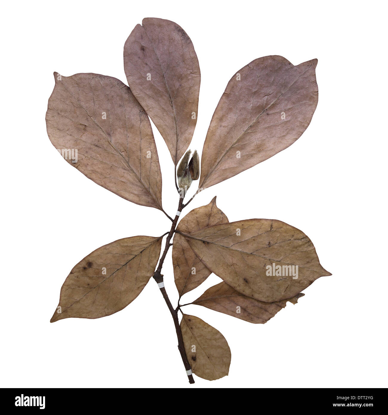 El herbario de magnolia. Foto de stock