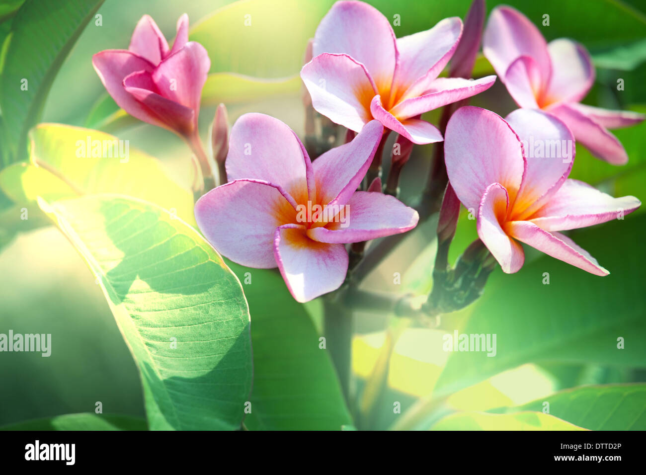 Ramo de flores hawaianas fotografías e imágenes de alta resolución - Alamy