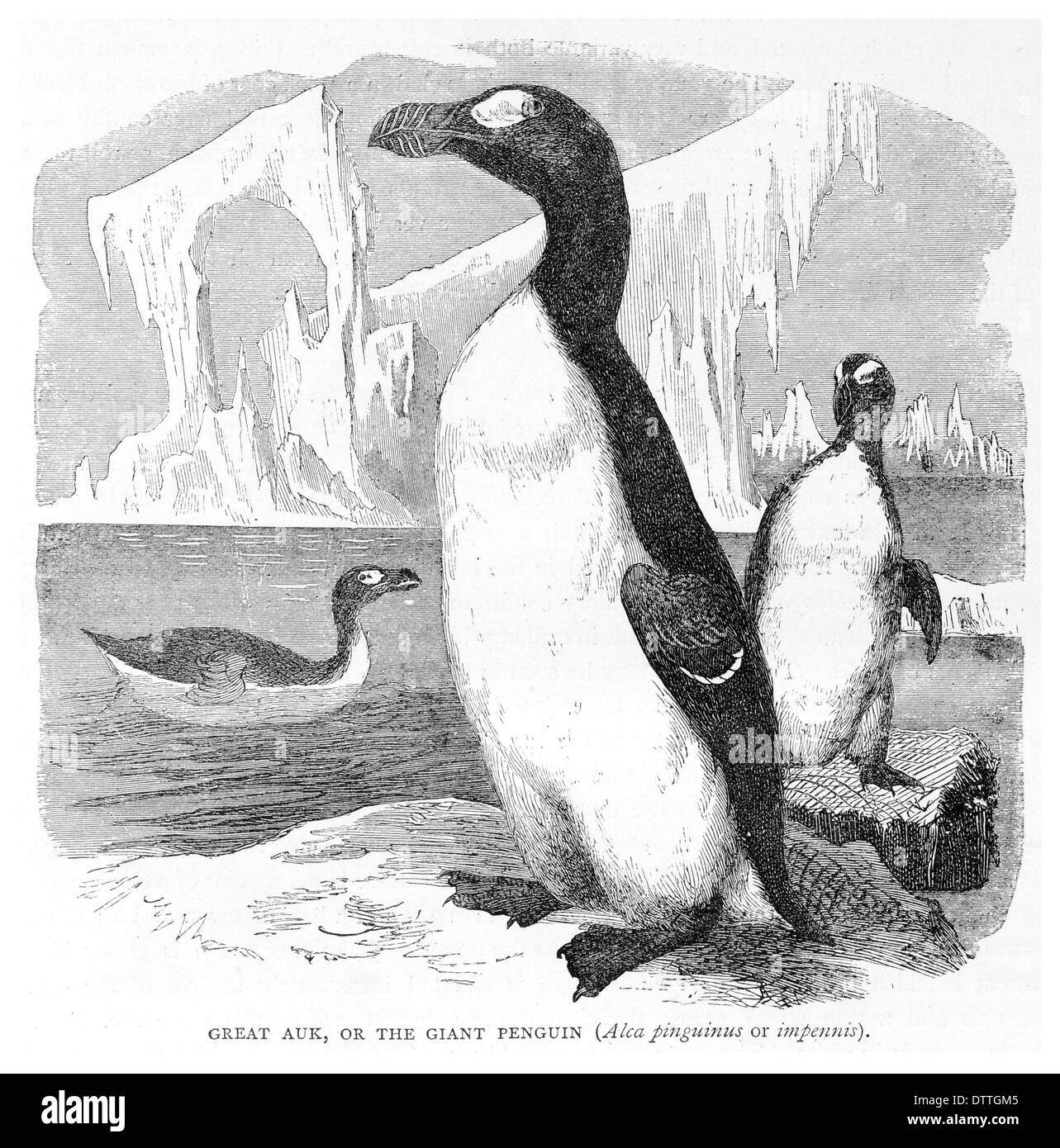 Gran Auk o el pingüino gigante o Pinguinus impennis Alca Fotografía de