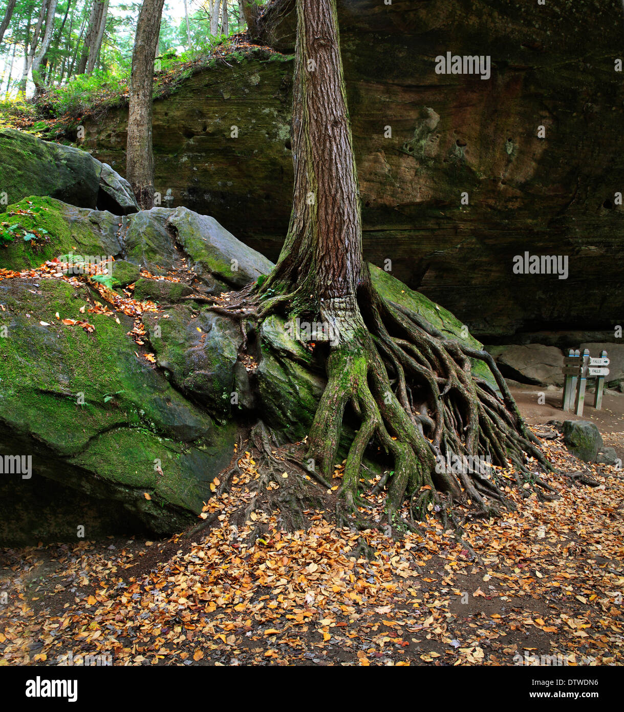 El tronco de un árbol y raíces sobre una gran roca en otoño Al Scenic Old Man's Cave State Park de Central Ohio, EE.UU. Foto de stock