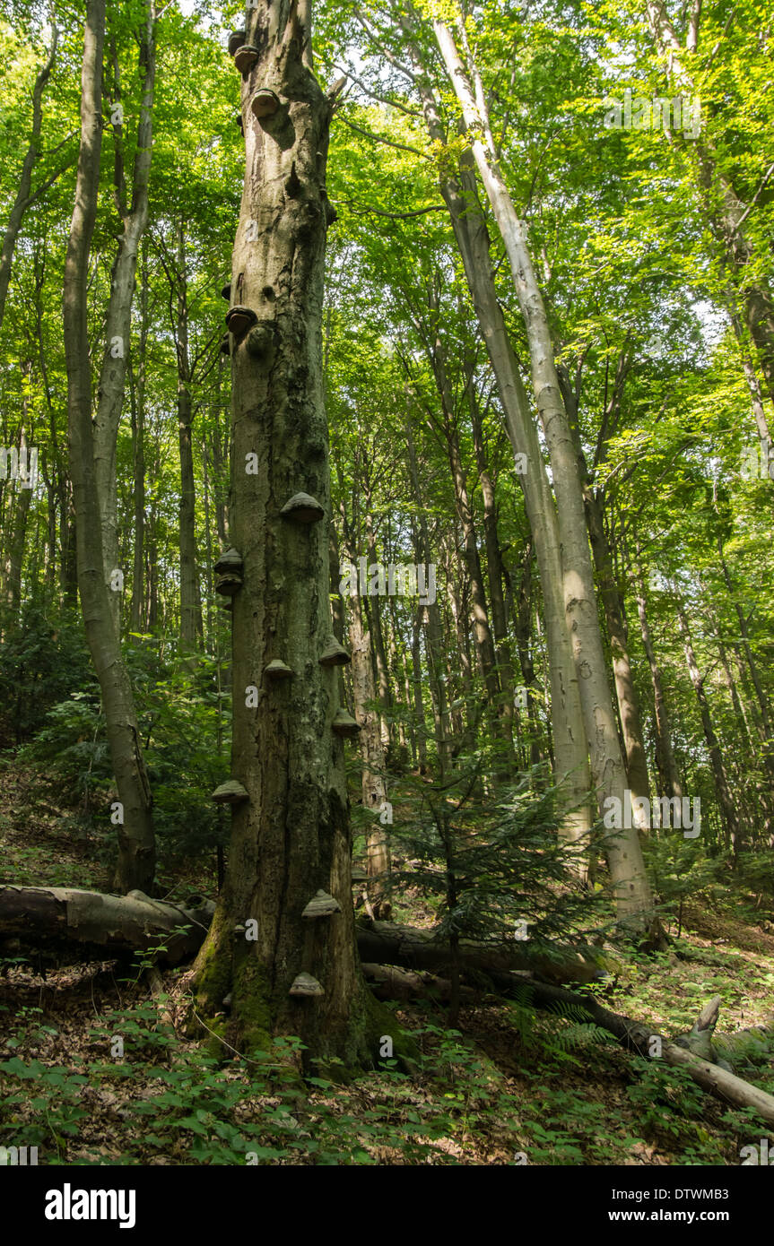 Tronco de árbol antiguo con hongos de soporte Foto de stock