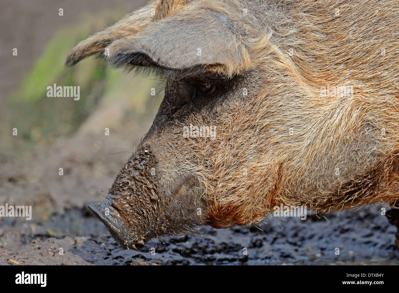 Cerdo de Mangalica Fotografía de stock - Alamy
