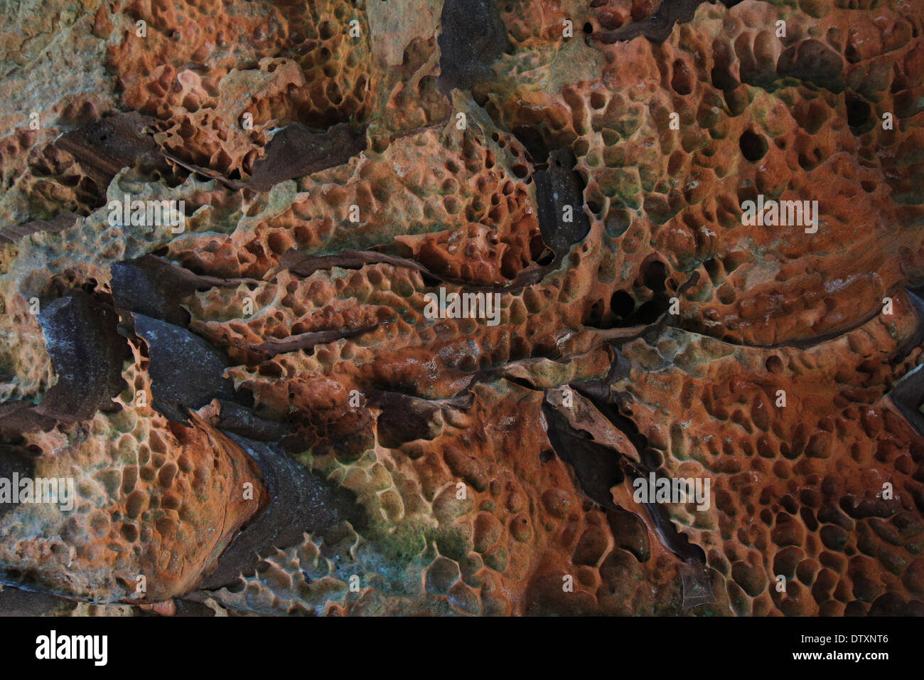 Meteorización Honeycomb en acantilado de arenisca roja de la erosión River Gorge Kentucky Foto de stock