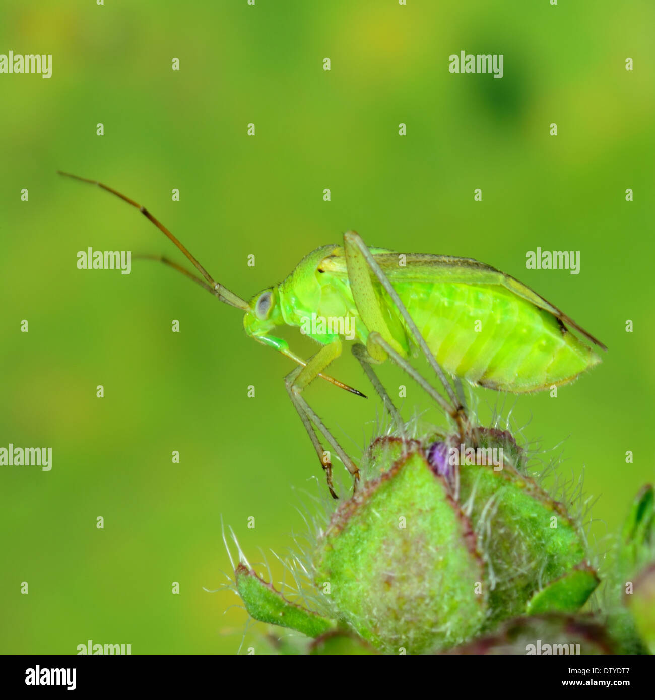 Macro de un leafhopper verde,Cicadella viridis,sobre un peludo capullo Foto de stock