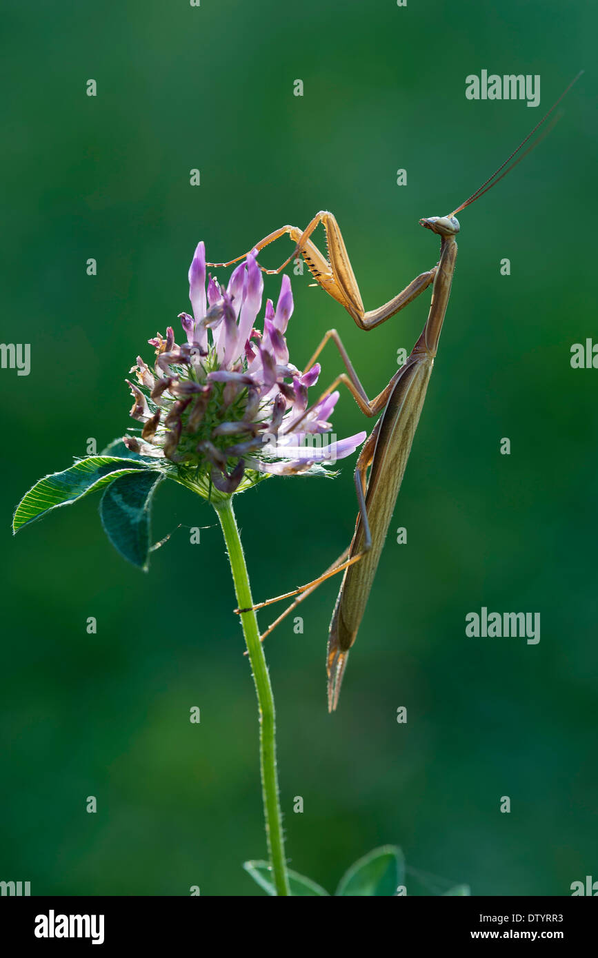 Mantis (mantis religiosa), Italia Foto de stock