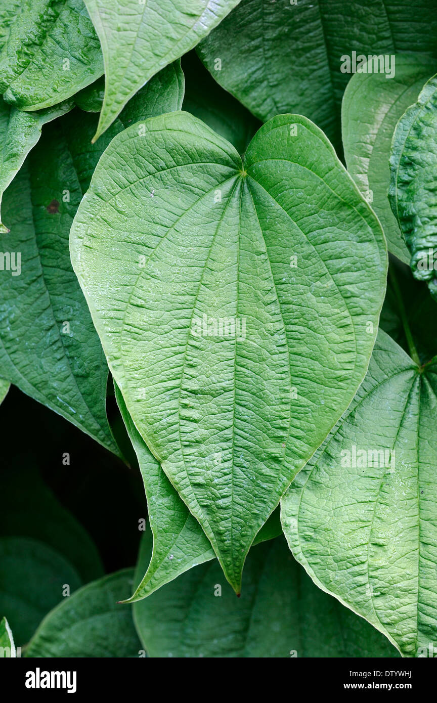 Fourleaf Yam o Wild Yam (dioscorea villosa), hojas, nativa de América