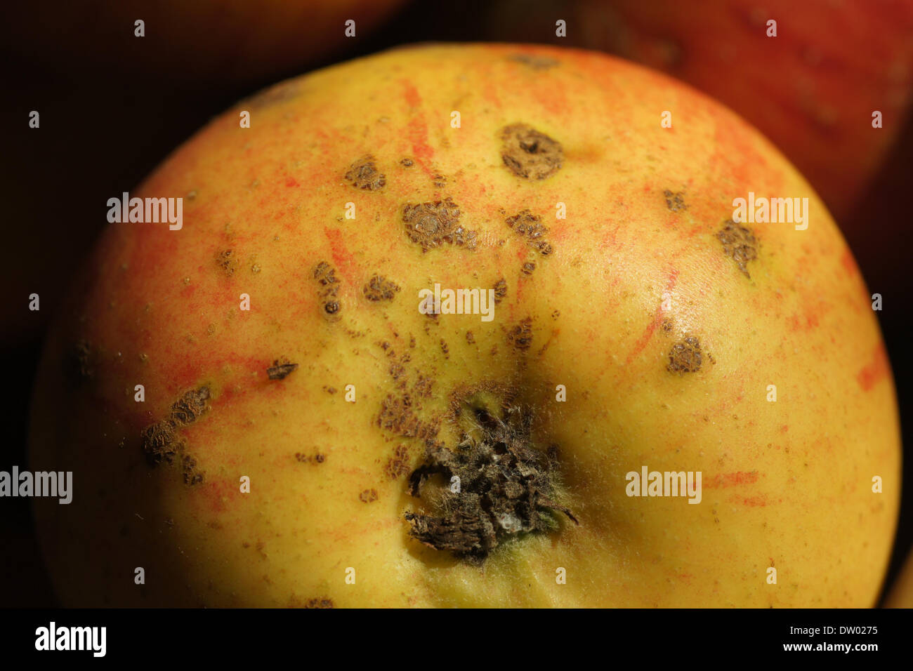 Sarna de la manzana Foto de stock