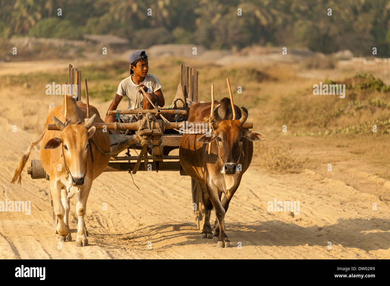 Niño viajando en una carreta de bueyes, de Ngapali Beach, Thandwe, Myanmar Foto de stock