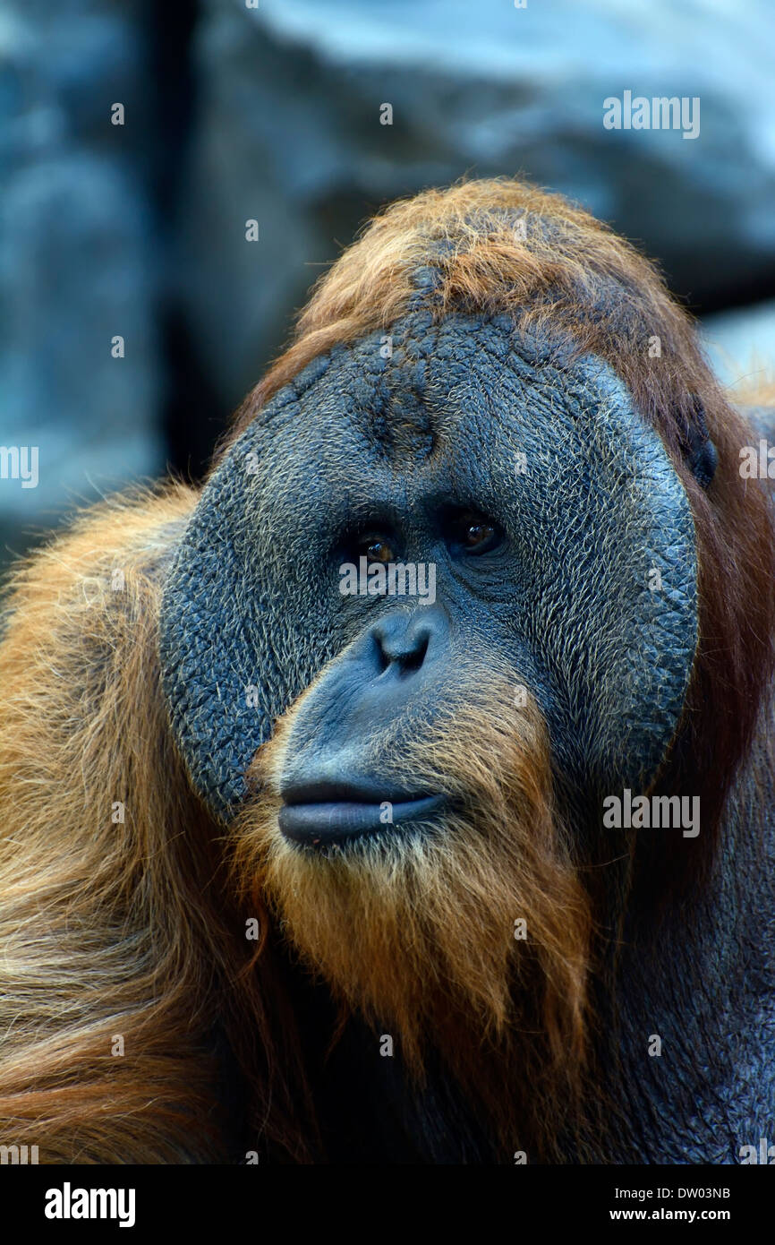 Orangután de Sumatra (Pongo abelii), macho viejo, retrato, Zoológico de Colonia, Colonia, Renania del Norte-Westfalia, Alemania Foto de stock