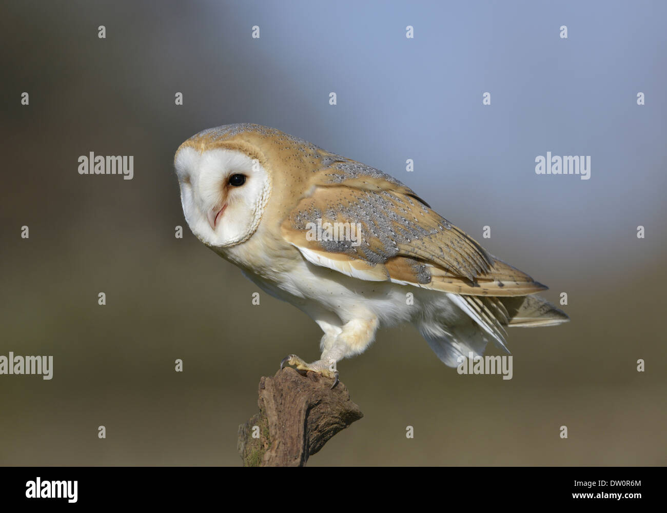 Lechuza Tyto alba Foto de stock