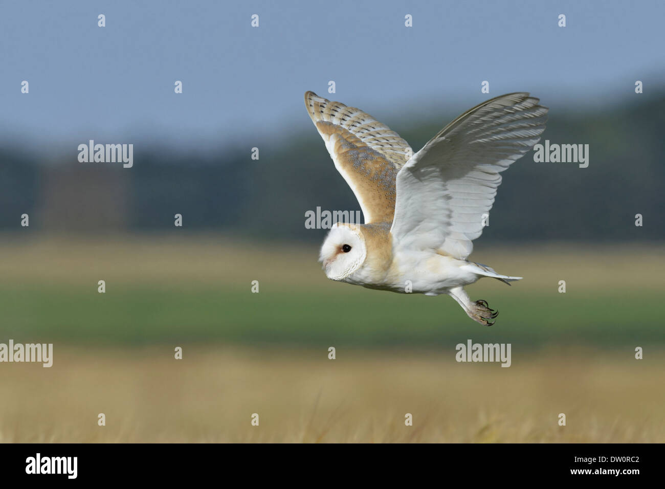 Lechuza Tyto alba Foto de stock