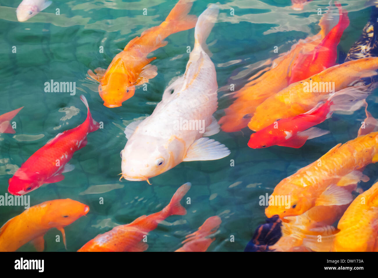 Hermoso pez koi fotografías e imágenes de alta resolución - Alamy