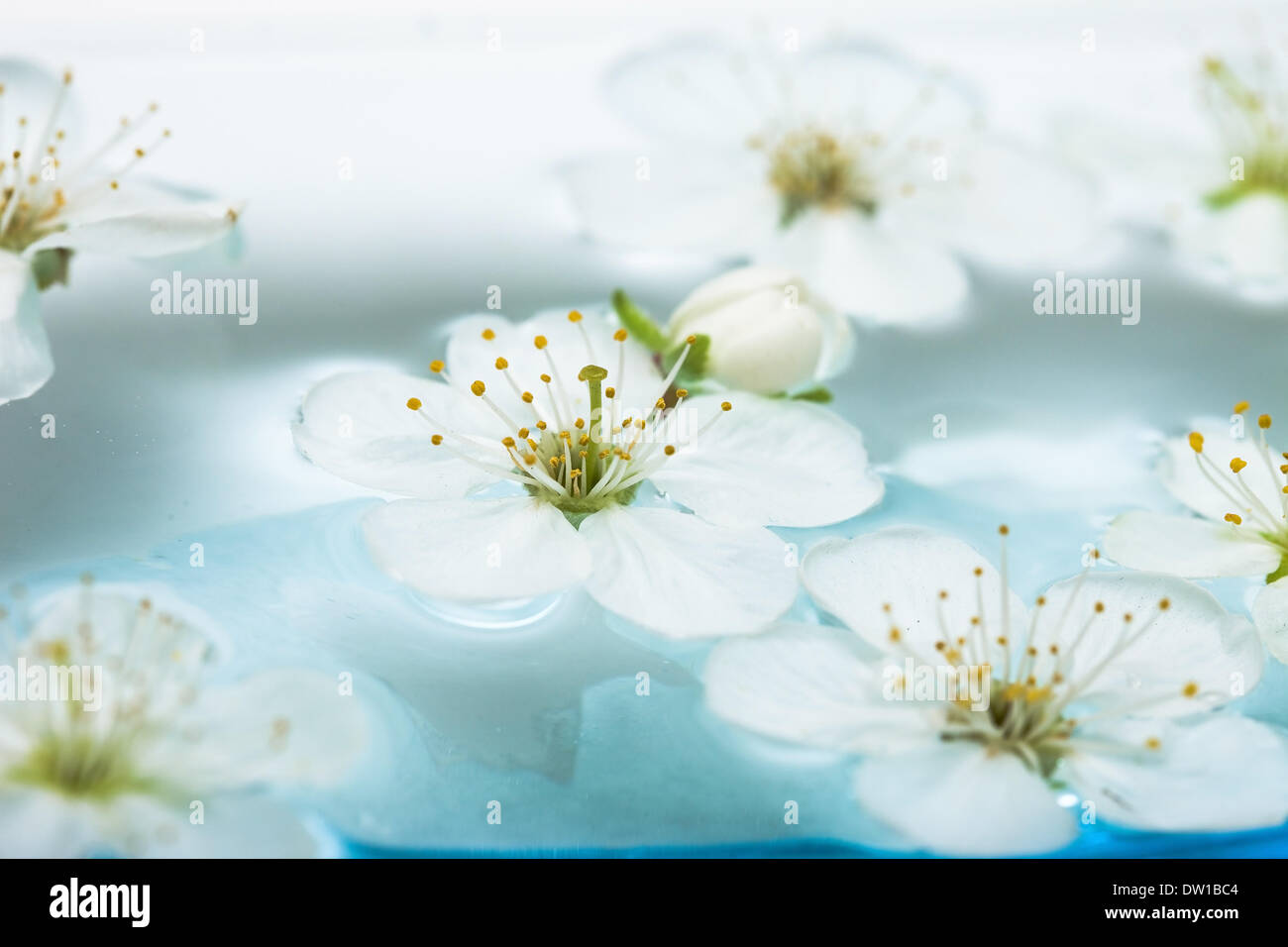 Las flores de la primavera de Sakura en el agua Foto de stock