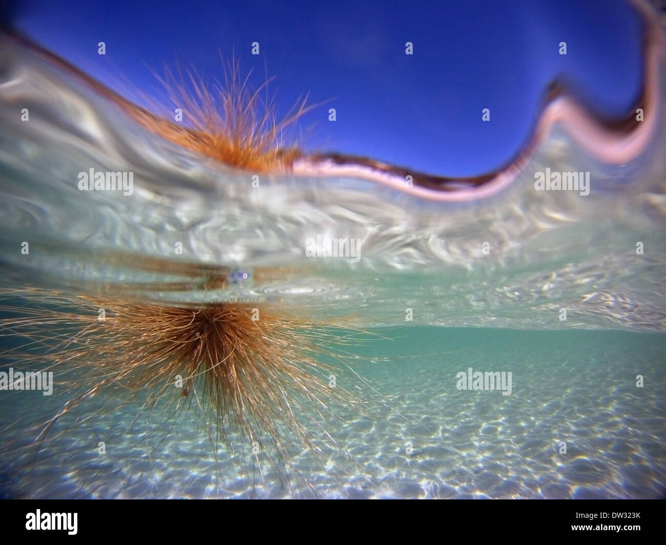 Dispersión de semillas por el agua fotografías e imágenes de alta