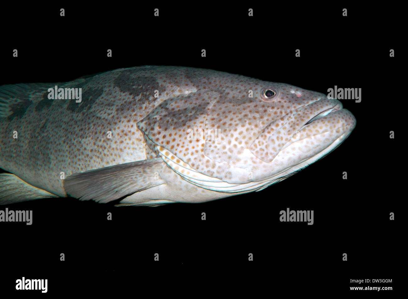 Malabar grouper grasosa o meros (Epinephelus malabaricus) Mar Rojo, Egipto Foto de stock