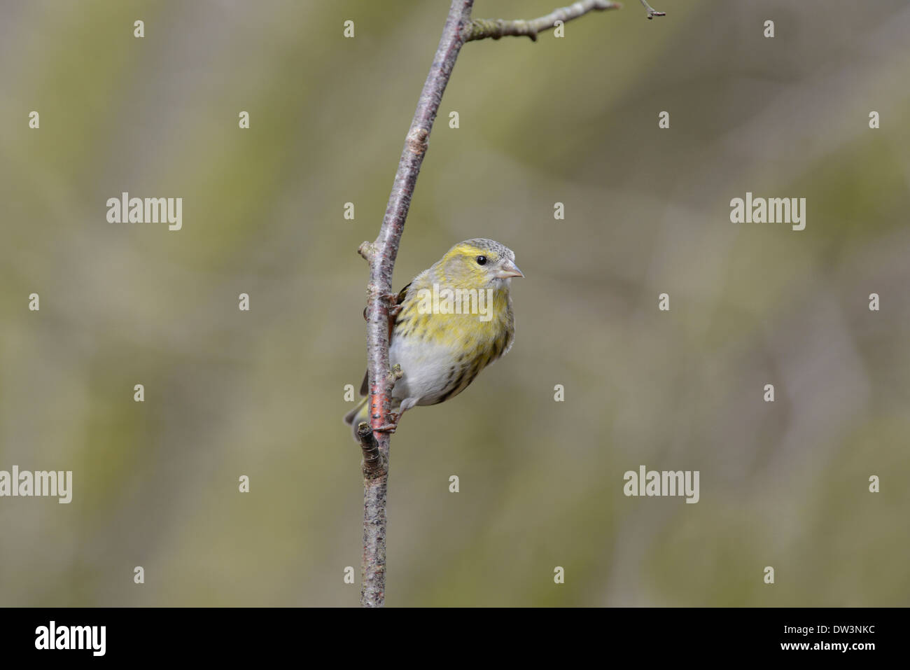 Siskin (Carduelis spinus). Hembra encaramado sobre una ramita. Foto de stock