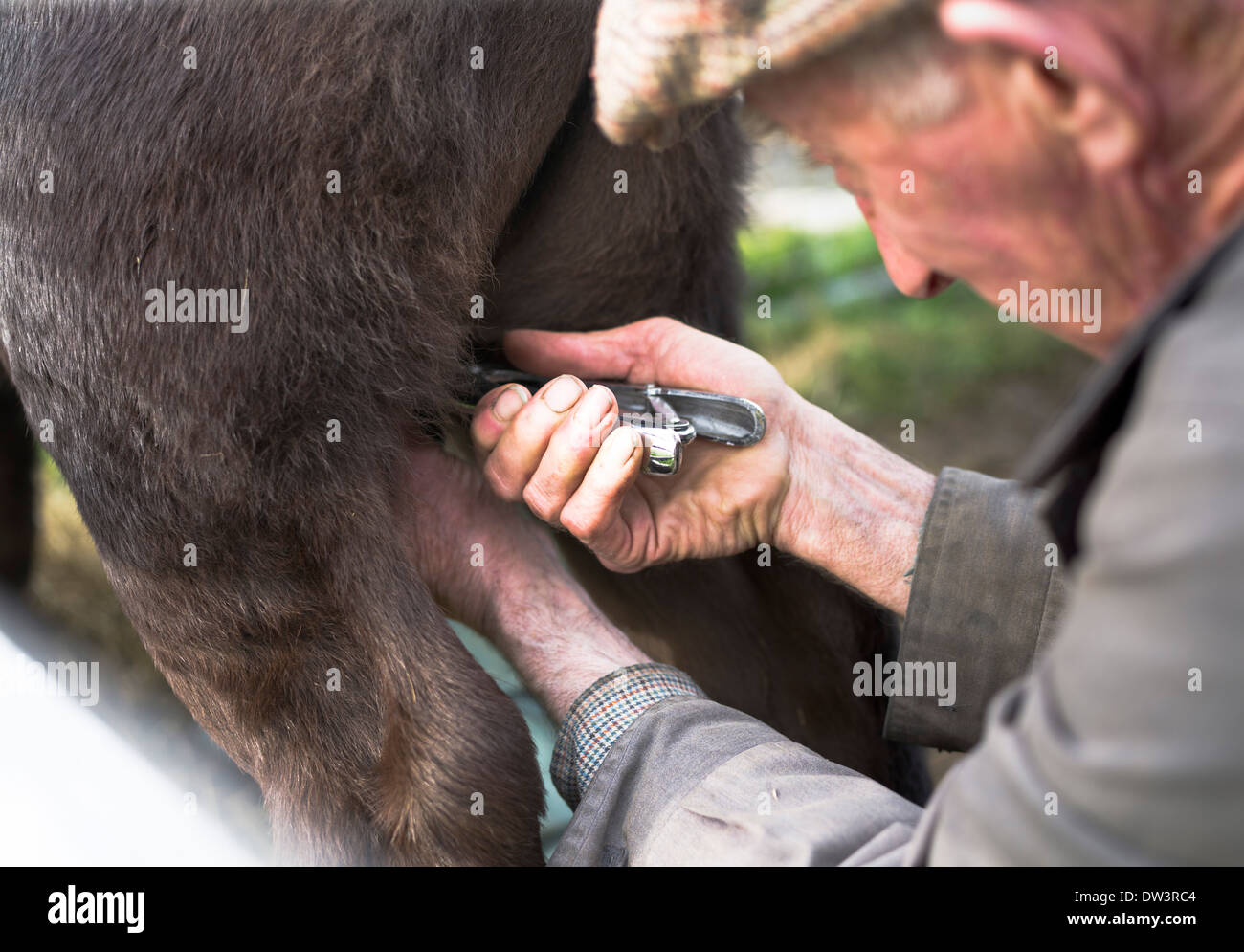 dh GANADO Reino Unido Agricultor castrante ternero joven toro castrado animal Foto de stock