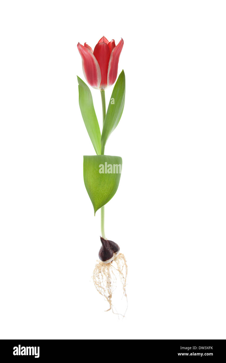 Red tulip pinocho Foto de stock