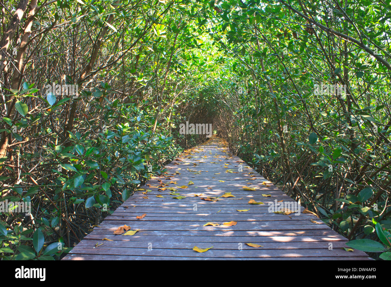 Puente de madera en los bosques de mangles, en Tailandia Foto de stock