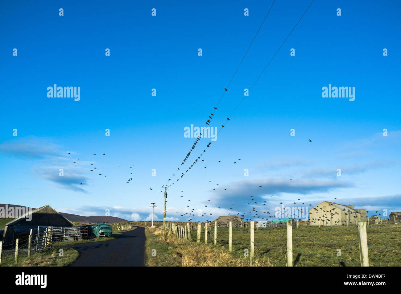 Dh estorninos BIRD UK bandada de pájaros estorninos sobre líneas de cable eléctrico Foto de stock
