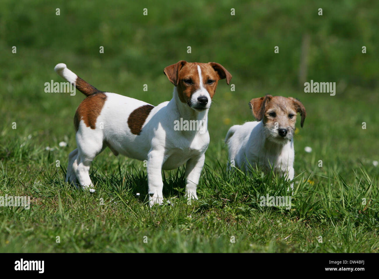 Perro Jack Russell Terrier / adulto ( suave cubra ) y puppy ( ) El cabello  áspero en una pradera permanente Fotografía de stock - Alamy