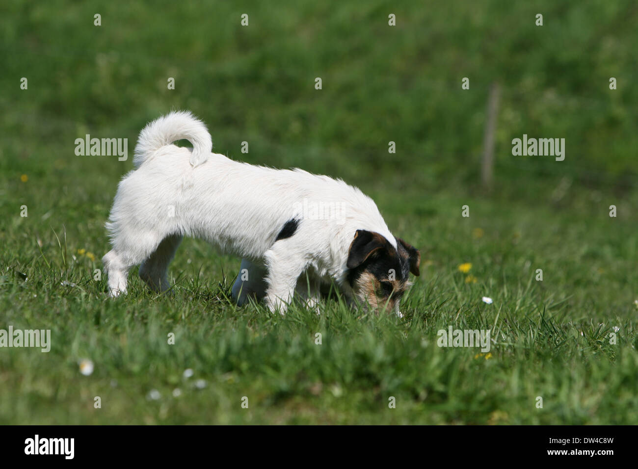 dog muzzle jack russell terrier